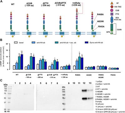 The N Terminus of Adhesion G Protein–Coupled Receptor GPR126/ADGRG6 as Allosteric Force Integrator